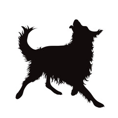Vector silhouette od Border Collie on white background.
