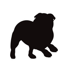 Vector silhouette of English Bulldog on white background.