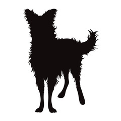 Vector silhouette od Border Collie on white background.