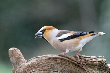 Kernbeißer (Coccothraustes coccothraustes)