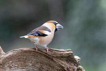 Kernbeißer (Coccothraustes coccothraustes)