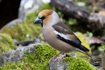 Kernbeißer (Coccothraustes coccothraustes)