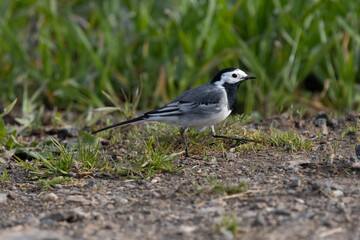 Bachstelze (Motacilla alba)