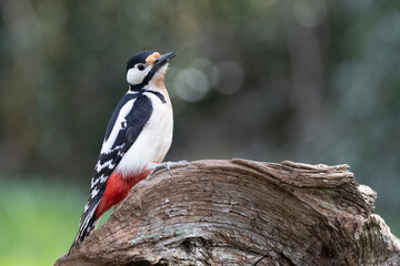 Buntspecht (Dendrocopos major)