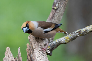 Kernbeißer (Coccothraustes coccothraustes)