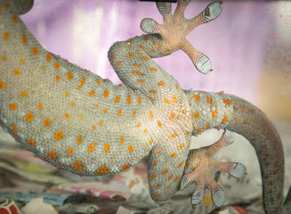 Beautiful skin color pattern of Thai geckos belly on clear glass. - 593492560
