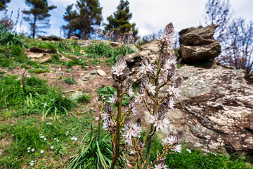 White flowers growing in the grassy fields against the rough rocky cliff on Mount Penteli in Greece