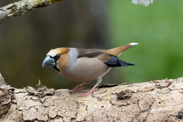 Kernbeißer (Coccothraustes coccothraustes)