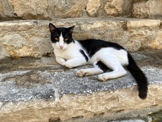 Cat white black lying down on old stone steps.