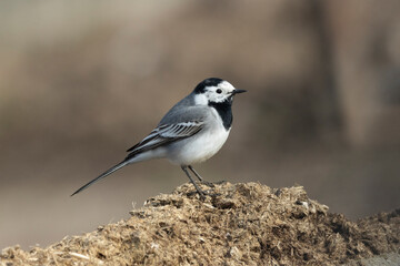 Obraz premium Bachstelze&nbsp;(Motacilla alba)