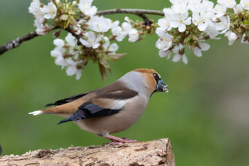 Kernbeißer (Coccothraustes coccothraustes)