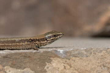 Mauereidechse (Podarcis muralis)