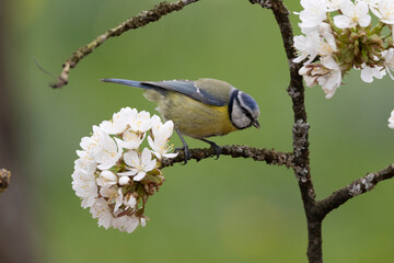 Blaumeise (Cyanistes caeruleu)