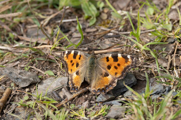 Große Fuchs (Nymphalis polychloros)