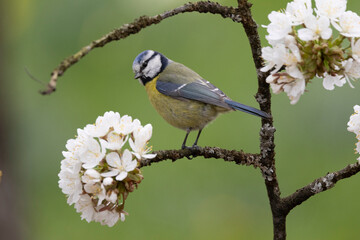 Obraz premium Blaumeise (Cyanistes caeruleu)