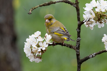 Grünfink (Chloris gloris)