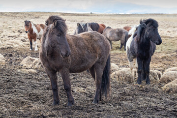 Icelandic horses in the north.