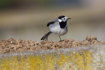 Bachstelze (Motacilla alba)