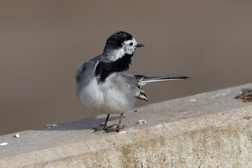 Bachstelze (Motacilla alba)