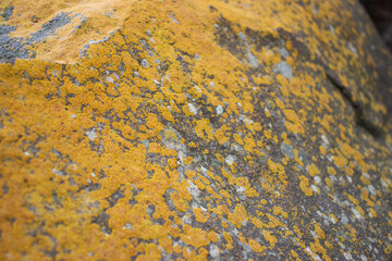 Close up yellow lichen cover the rough stone concept photo. Show with macro view. Rocks full of the moss