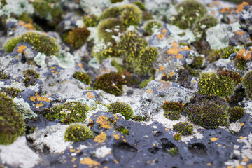 Close up moss grown up cover the rough stones and on the floor in the forest. Show with macro view. Rocks full of the moss