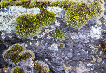 Close up moss grown up cover the rough stones and on the floor in the forest. Show with macro view. Rocks full of the moss