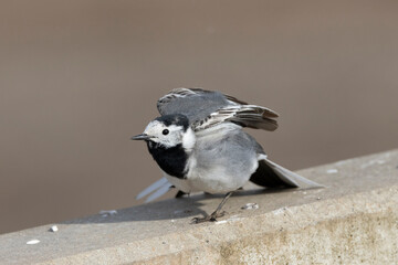 Bachstelze (Motacilla alba)