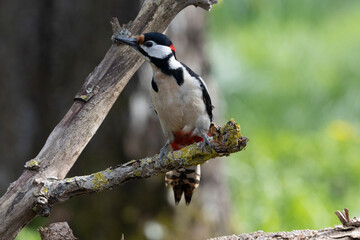 Buntspecht (Dendrocopos major)