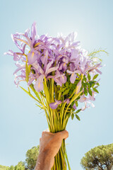 Hand raising a bouquet of lilly purple flowers backlit with clear blue sky