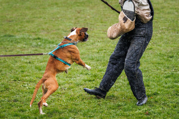 Dog training bite and defense work. Animal trainer and barking and jumping boxer dog 
