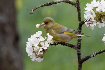Grünfink (Chloris gloris)