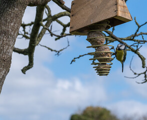 titmouse feeding