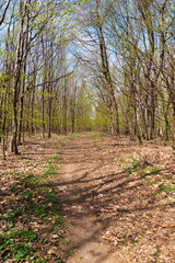 Early springtime forest with hiking trail in Bile Karpaty mountains