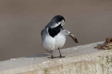 Bachstelze (Motacilla alba)