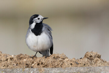 Bachstelze (Motacilla alba)