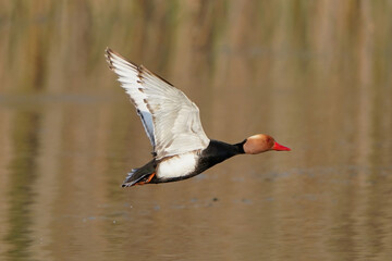 Netta rufina, a hungarian duck flying