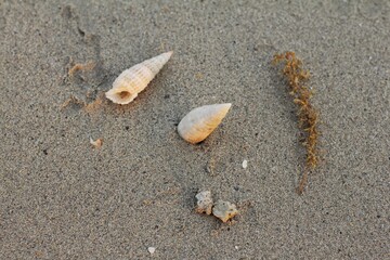 Shell Hermit Crab is on a sandy beach