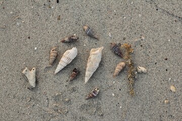 Shell Hermit Crab is on a sandy beach