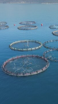 Aerial vertical shot of sea fish farm cages and fishing nets, farming dorado, sea bream and sea bass