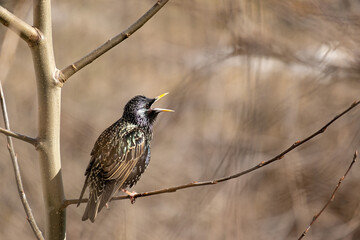 Common starling sings while sitting on a tree branch.