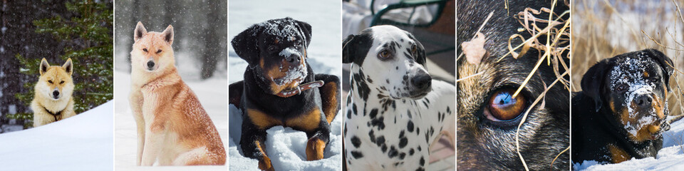 Portraits of different dogs in winter, banner, collage. Can be used for a dog clothing store
