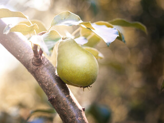 Pears hanging on a branch. Harvest concept, fertilizer.