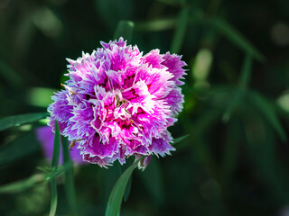Beautiful Natural Background with flowers . Design for different purposes.