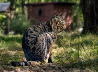 The cat licks his own paw.