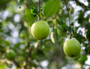 Apples growing on an apple tree. Harvest , Ecological cultivation, fertilizers.
