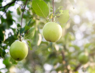 Apples growing on an apple tree. Harvest , Ecological cultivation, fertilizers.