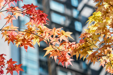 autumn leaves in the sun