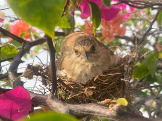 naissance d'oisillons dans un nid situé dans un bougainvillier en pleine floraison, couvaison par la mère