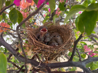 naissance d'oisillons dans un nid situé dans un bougainvillier en pleine floraison, couvaison par la mère