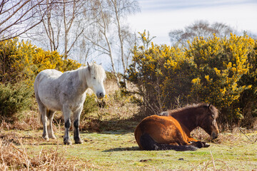 Dartmoor ponies warming themselves in the early morning sun.